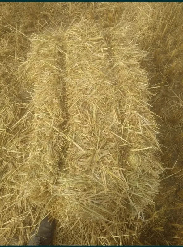 Somon pres sotiladi