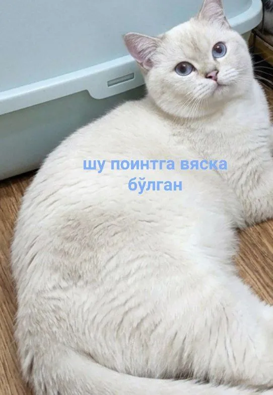 Хомиладор ок шотландский фолд сотилади — фото 1