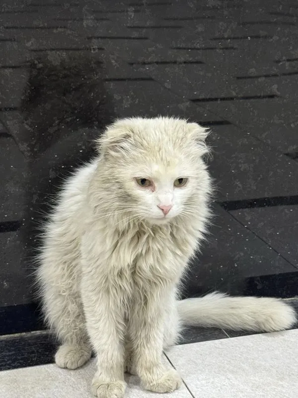 Кот турецкая ангора — фото 2