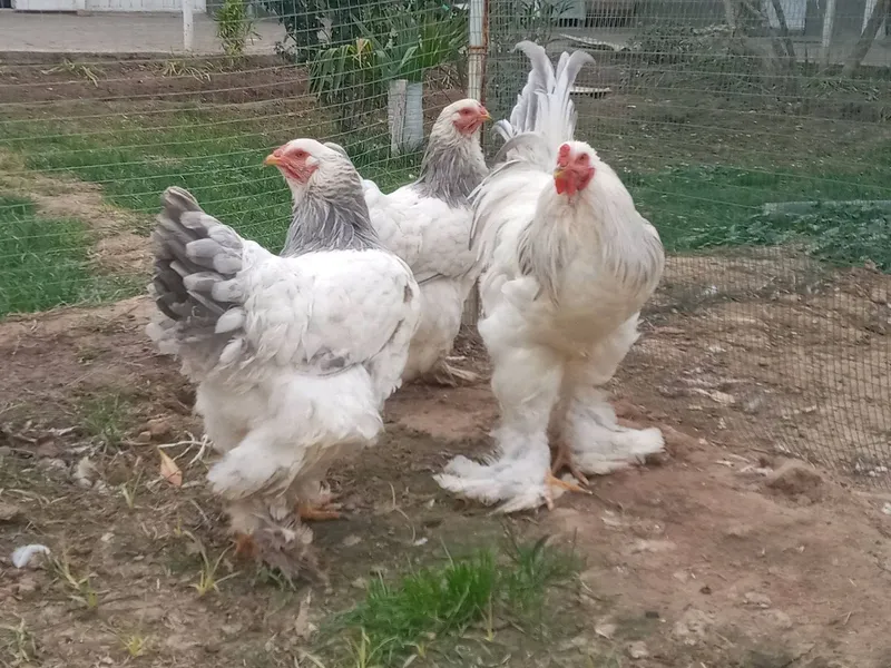 Brama tuxumlariga va jojalariga zakaz olamiz