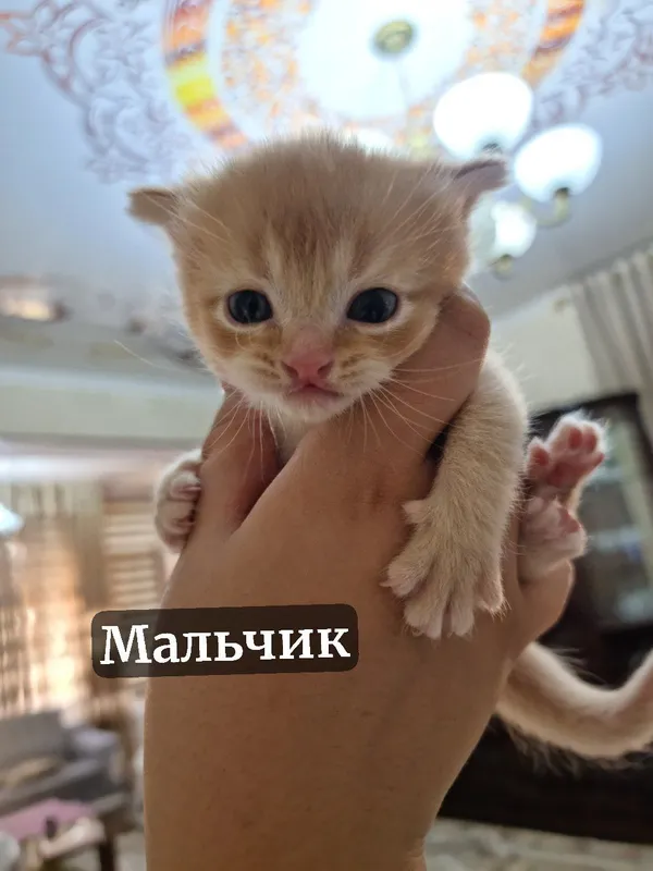 Котята под бронь — фото 1