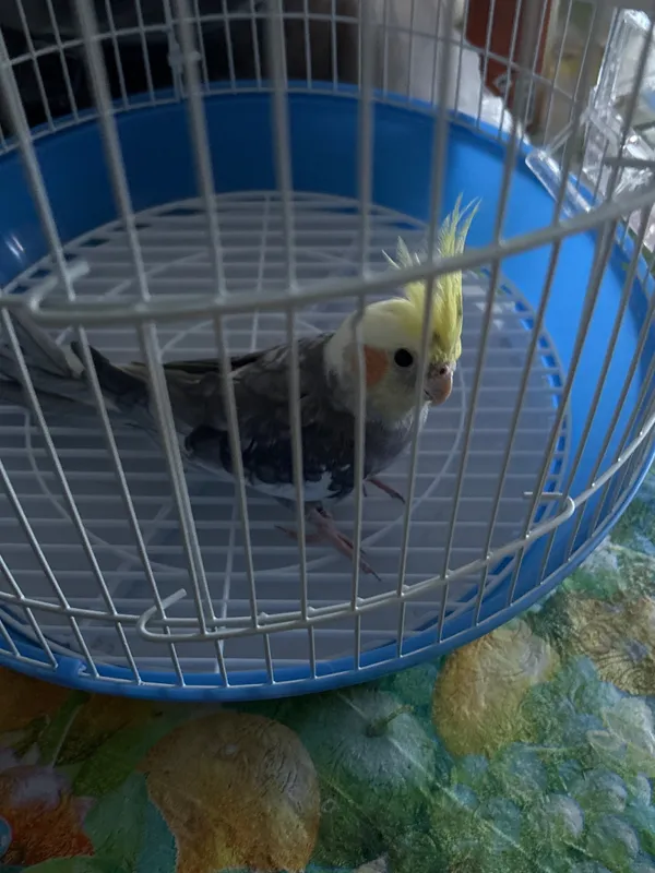 Птица