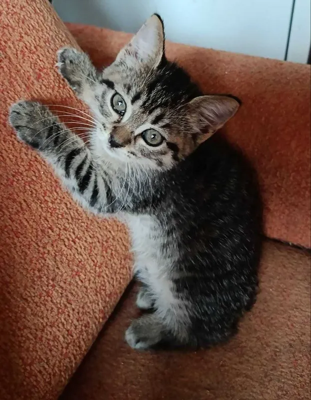 Котята в добрые руки. Смотрите другие объявления автора. — фото 7
