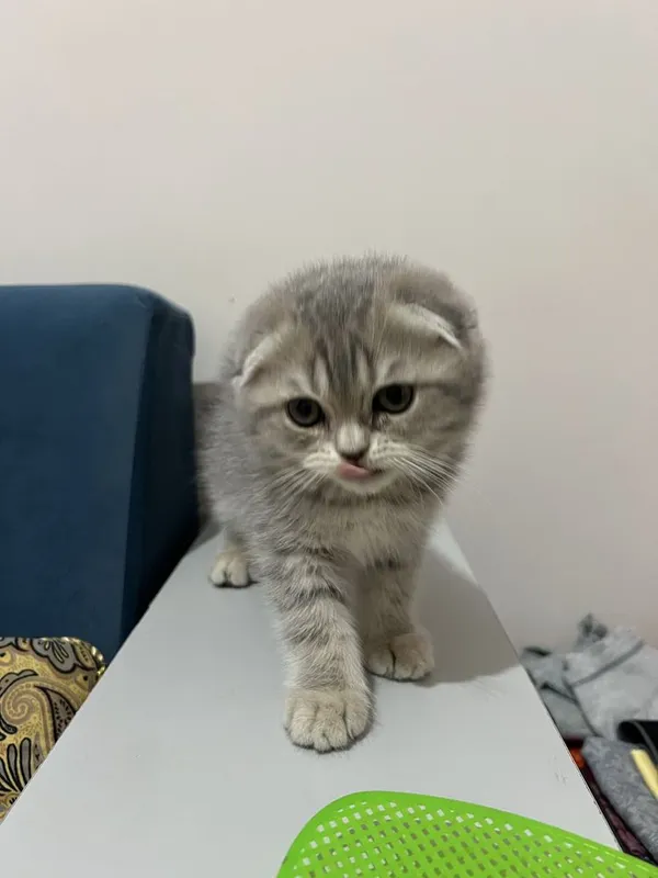 Скоттиш фолд 2та боласи 2 Скоттиш фолд 2та боласи 2