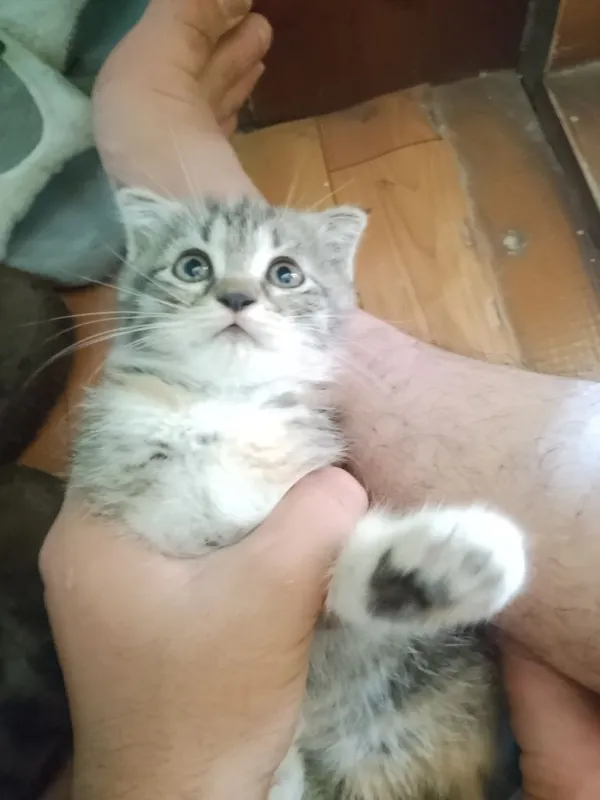 Продаётся маленькая кошка 2 Продаётся маленькая кошка 2