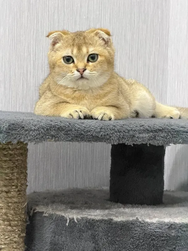 продаётся Породистая кошка Золотая шиншилла — фото 4