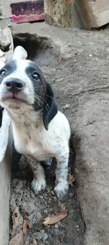 Spaniel kuchukchasi sotiladi, urg‘ochi 3