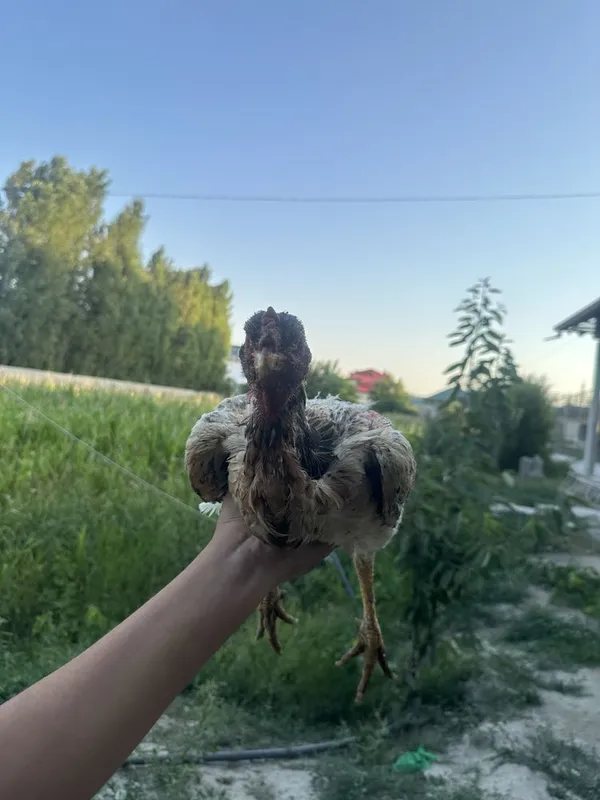 Dakan makyon sotiladi 3 Dakan makyon sotiladi 3