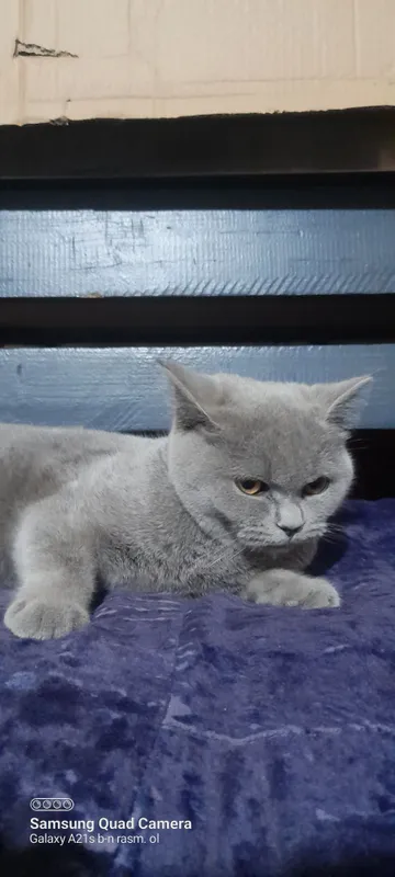 Mushuk British shorthair