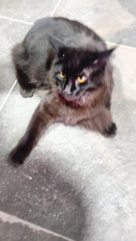 Meyn Kun Qora Mushuk 5-6 oylik Simba toza 5 Meyn Kun Qora Mushuk 5-6 oylik Simba toza 5