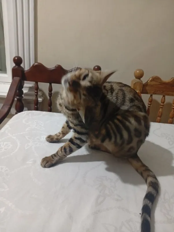 Бенгальская кошка , девочка , 2 месяца