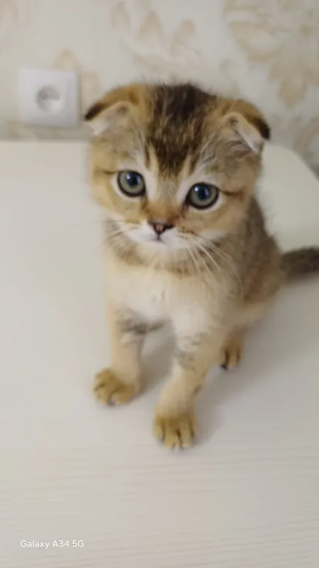 Продаётся котёнок! 3