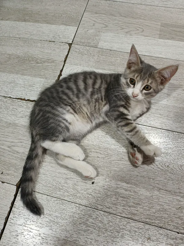Домашние котята — фото 2