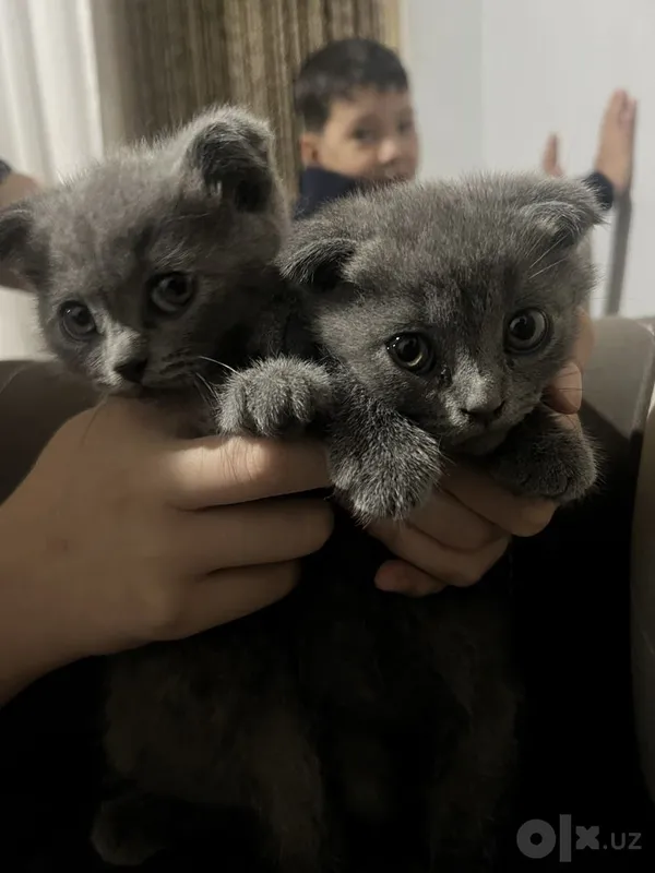 Шотландский кошки 2 Шотландский кошки 2