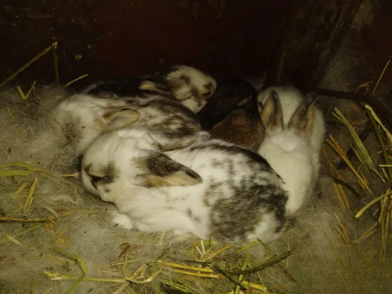 Ona quyon sotiladi bolalari bilan 4 Ona quyon sotiladi bolalari bilan 4