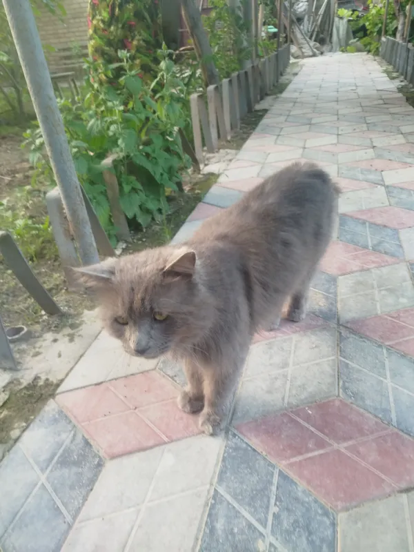 кошка 2 кошка 2