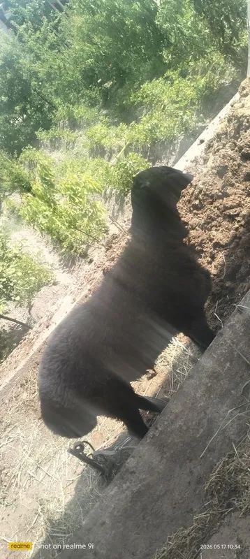 Кучкорла семиз 2та бор — фото 2