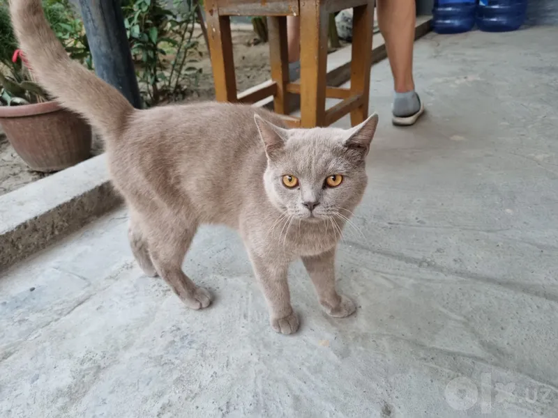 Скотиш Страйт мальчик 2 Скотиш Страйт мальчик 2