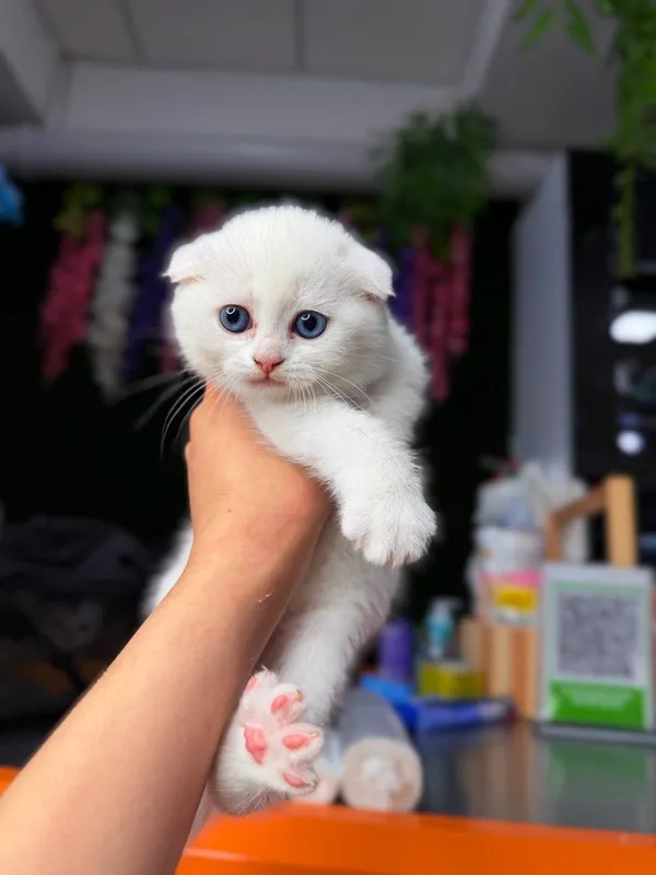 Породистые умные котята 1 Породистые умные котята 1
