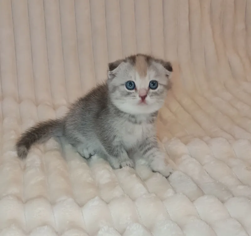 Продается шикарный котенок девочка, фолд
