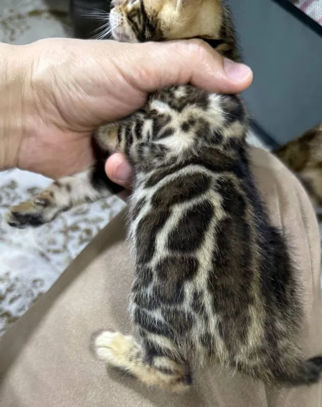 бенгальский котёнок 3