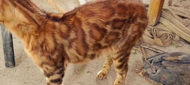 Бенгальские котёнок. Bengalskiy mushuk 5 Бенгальские котёнок. Bengalskiy mushuk 5