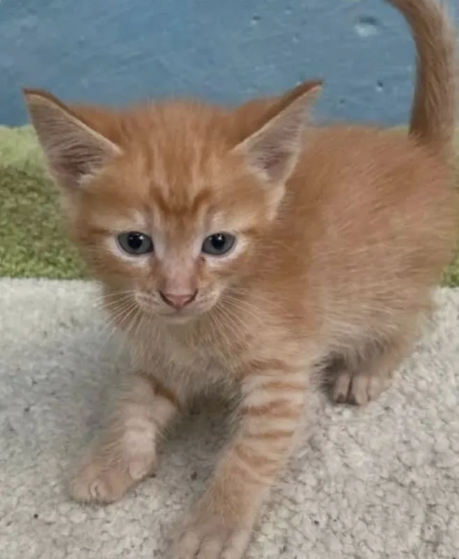 Сиамский котёнок и рыжий лохматик 8 Сиамский котёнок и рыжий лохматик 8