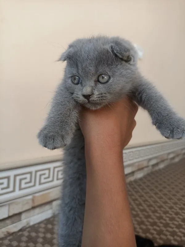 Котята 4 штуки чистокровные — фото 3