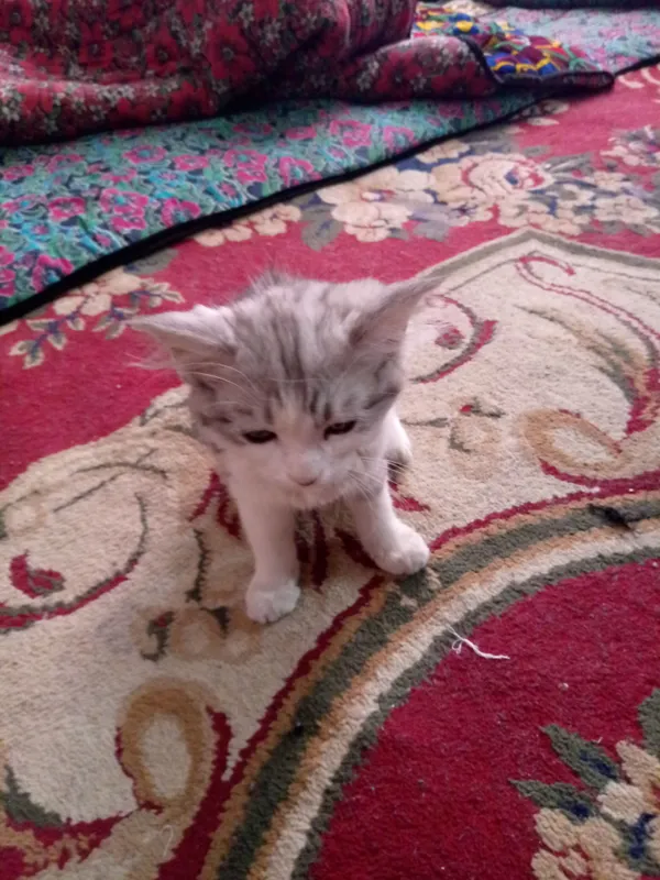 Породистый котёнок, 6 месяцев 1 Породистый котёнок, 6 месяцев 1