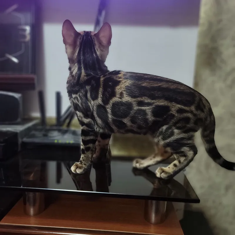 бенгальский котят от2 до 6 месячний.родословный 3
