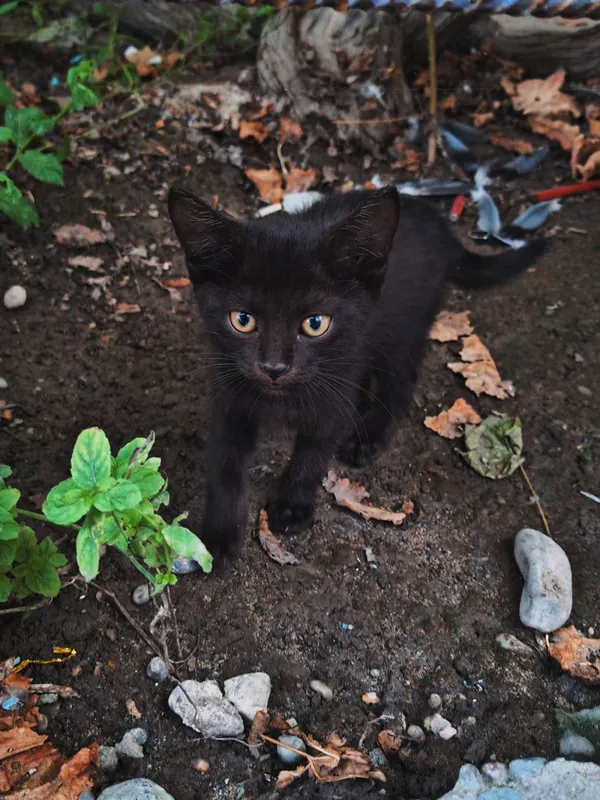 котята в добрые руки бесплатно 1 котята в добрые руки бесплатно 1