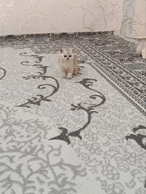serebristiy shinshila 4