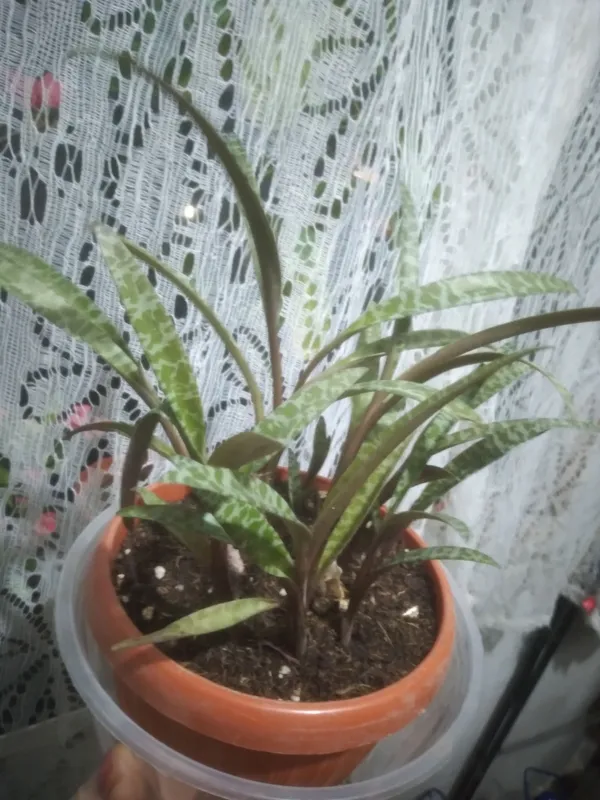 Ledeburiya. Xonaki gul. 1 Ledeburiya. Xonaki gul. 1