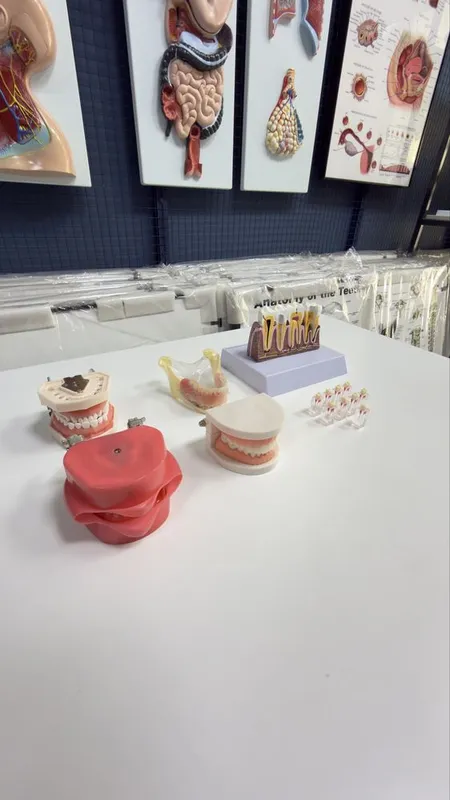 Стоматологик Тиш Моделлари ва Фантомлар Dental Model 1 Стоматологик Тиш Моделлари ва Фантомлар Dental Model 1