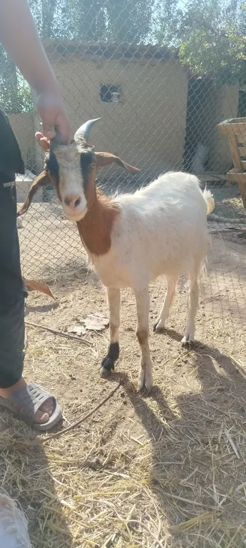 Sot yoʻnalishdagi toza echkilar 3 Sot yoʻnalishdagi toza echkilar 3