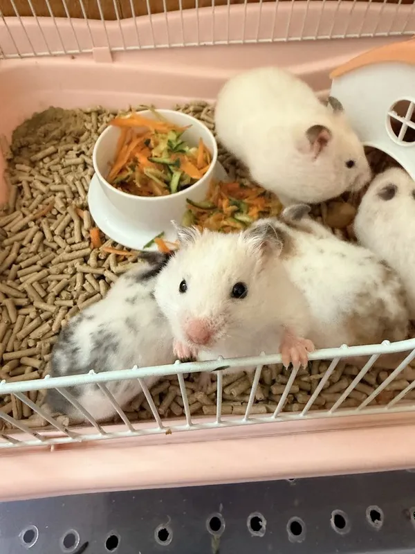 Сирийские хомяки .