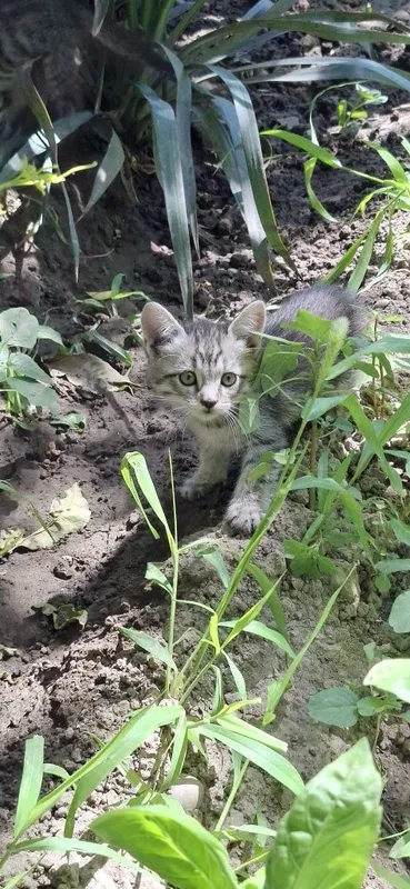 Котята в добрые руки бесплатно 1 Котята в добрые руки бесплатно 1