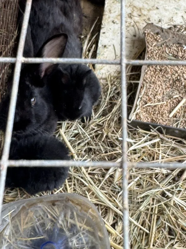 3ta bolali quyon — фото 1