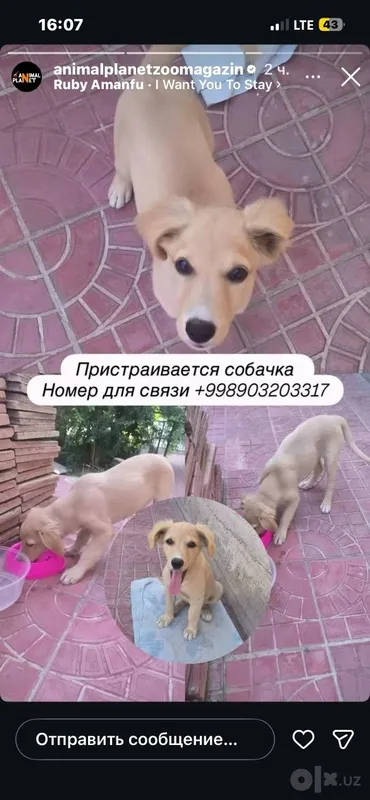 Щенок в добрые руки 2 Щенок в добрые руки 2