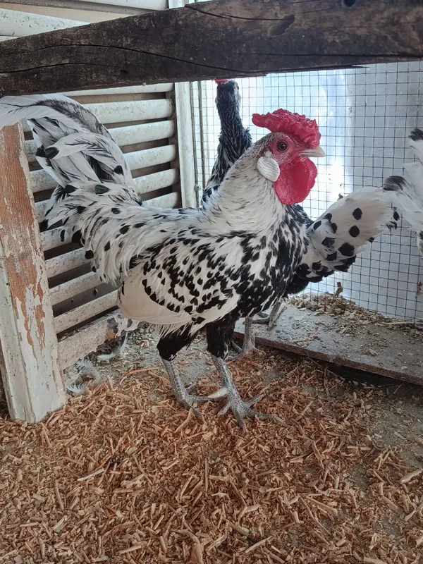 продаются куры гамбургской породы 1