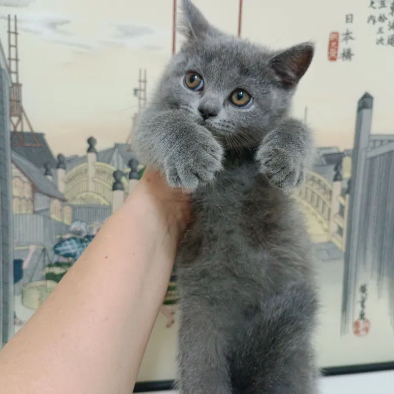 продается котёнок скоттиш страйт девочка — фото 1