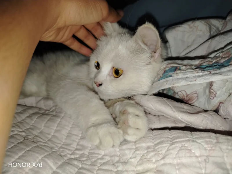 Kisa sotiladi qiz bola 4 Kisa sotiladi qiz bola 4