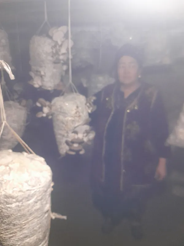 Қўзиқорин 3 Қўзиқорин 3