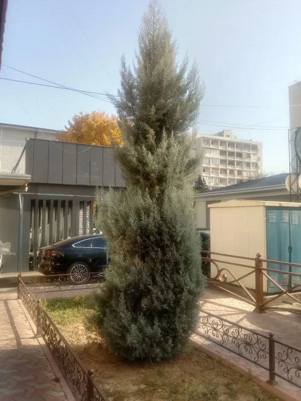 стрижка елок и деревьев