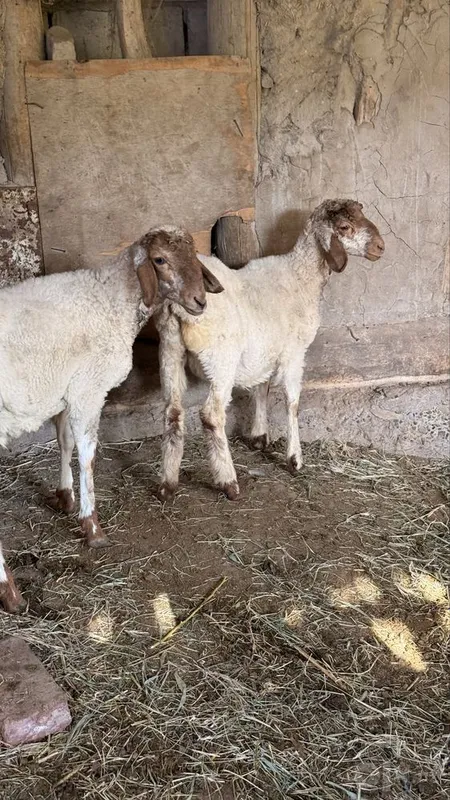 Qazoqi egiz quylar sotiladi 2 Qazoqi egiz quylar sotiladi 2