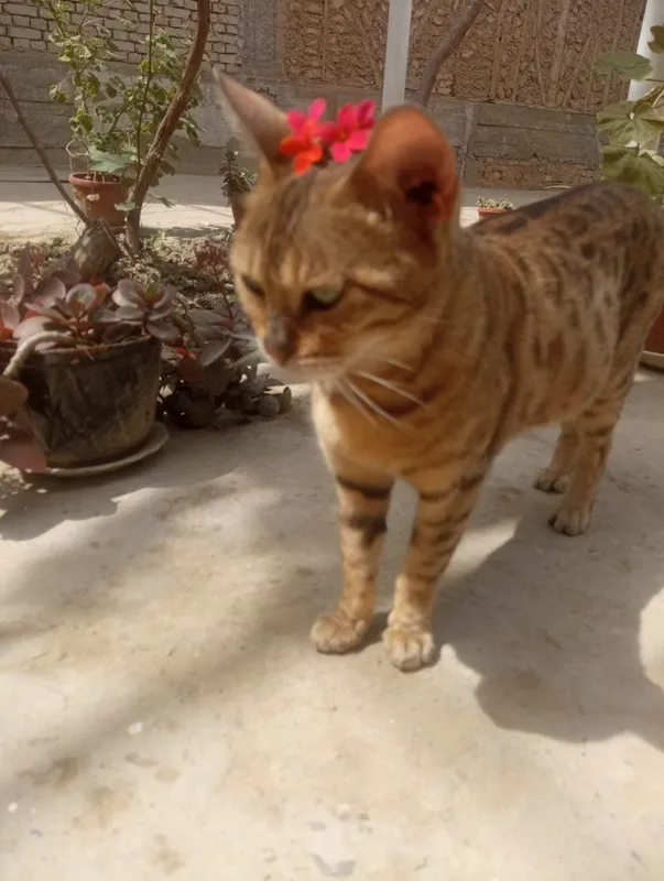 bengal zotli mushuk 5 bengal zotli mushuk 5