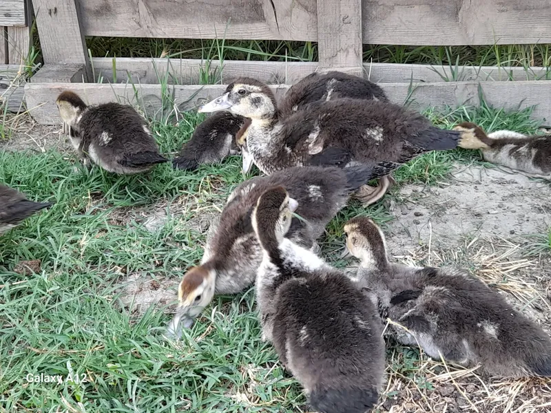 indoutka jo‘jalari sotiladi 10ta srochna sotiladi 3