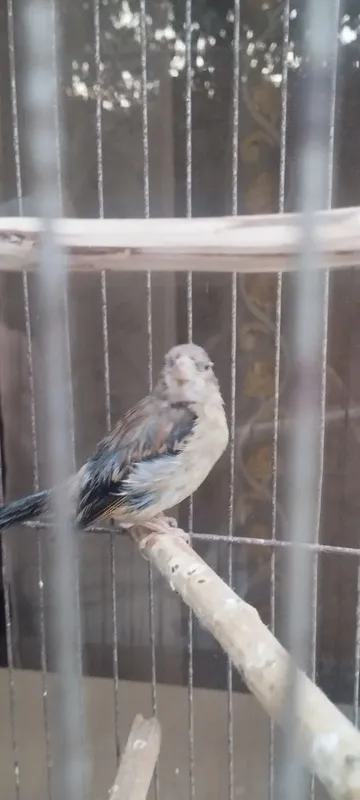 Канарейка гибрид нар 4