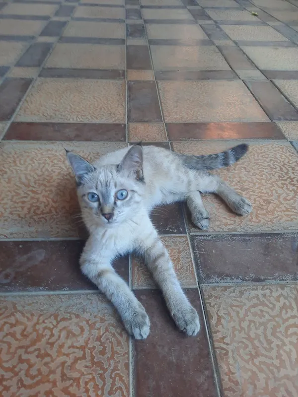 Котята в добрые руки 3