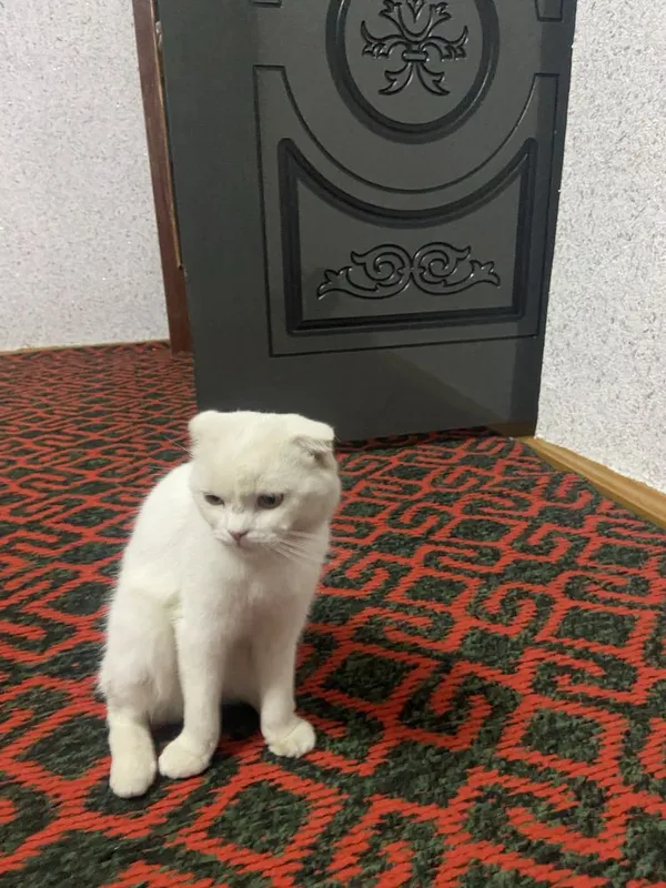 mushuklar sotiladi 3 mushuklar sotiladi 3